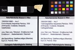 Foto (Objket + Etiketten) von Tuberosagalathea neojurensis (Patrulius, 1959) 